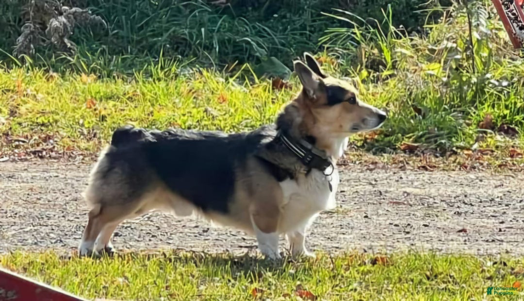 Welsh Corgi Pembroke dogs for sale: Jack - Image 4