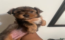Yorkshire Terrier dogs for sale: Lucy - Image 4