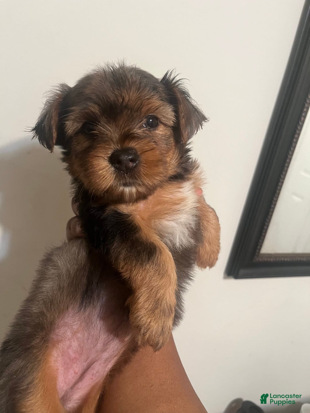 Yorkshire Terrier dogs for sale: Lucy - Image 4