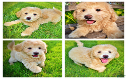 Havapoo dogs for sale: Wags - Image 13