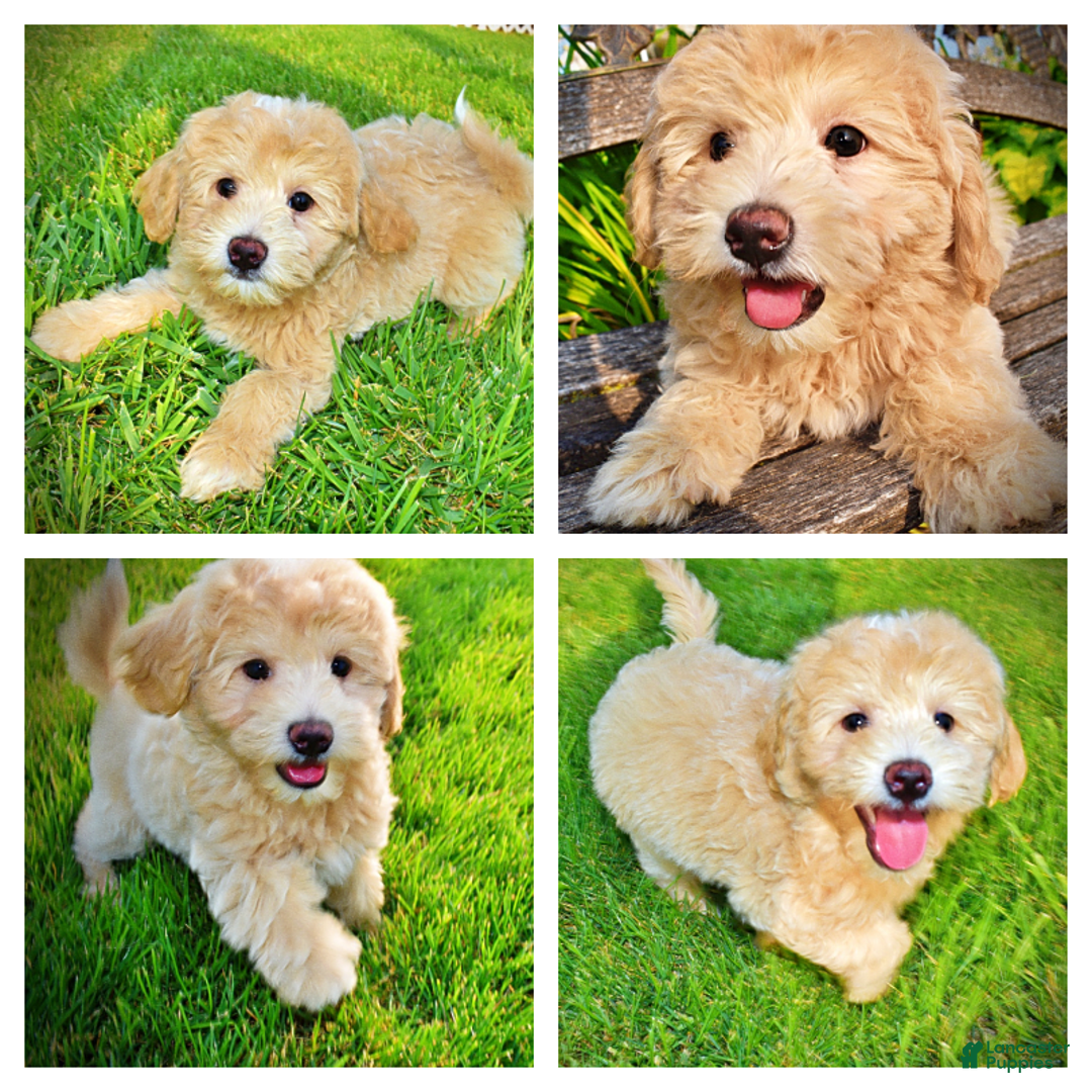Havapoo dogs for sale: Wags - Image 13