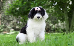 Sheepadoodle dogs for sale: Lola - Image 1