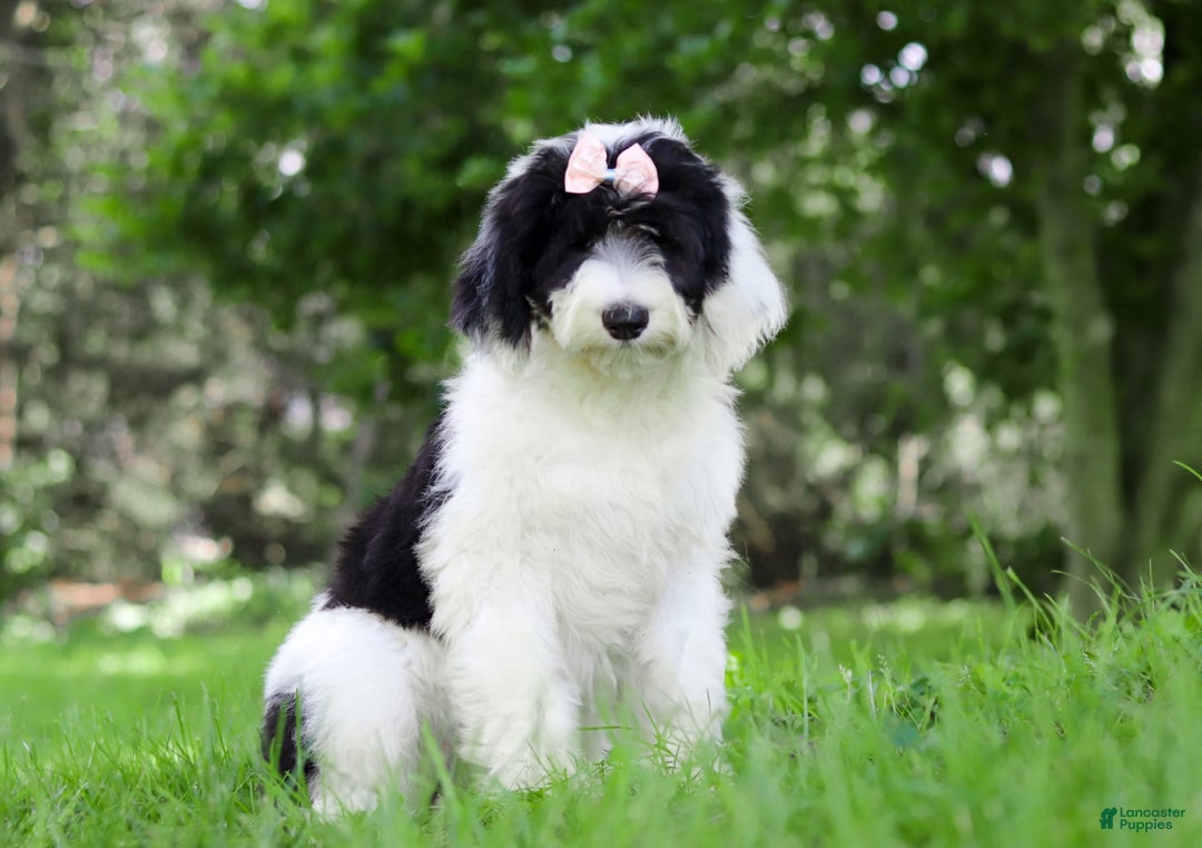 Sheepadoodle dogs for sale: Lola - Image 1