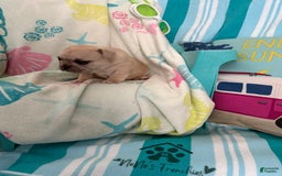 French Bulldog dogs for sale: Akc Cream Black Mask Spot - Image 2
