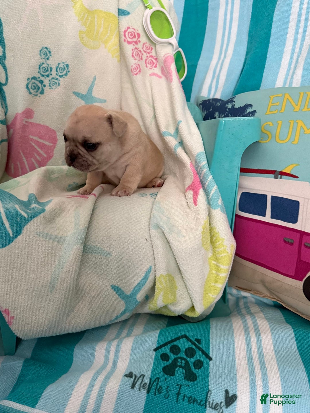 French Bulldog dogs for sale: Akc Cream Black Mask Spot - Image 2