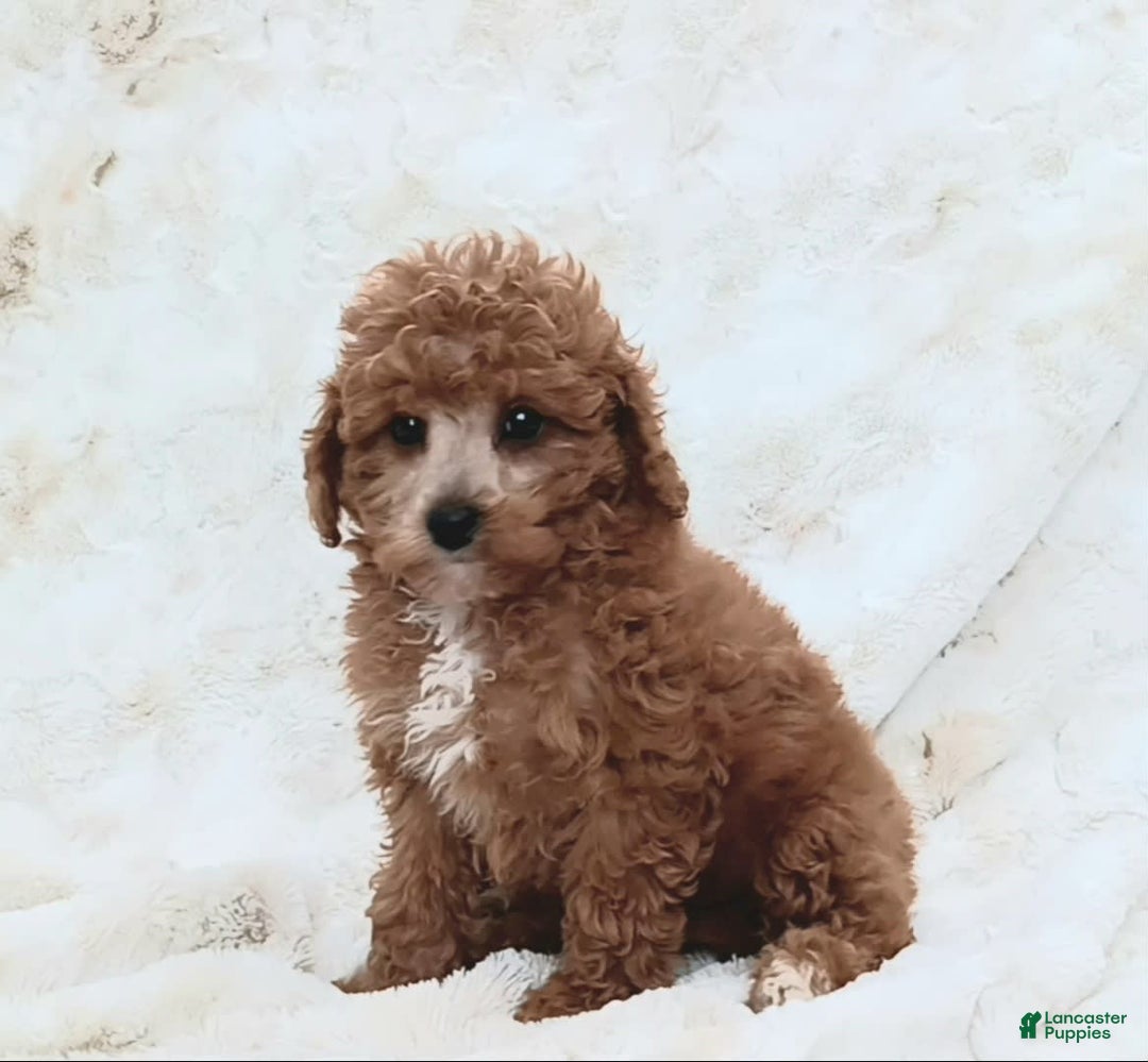 Cavapoo dogs for sale: Adrian - Image 5