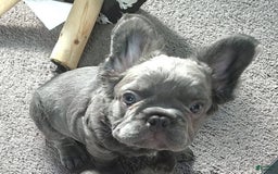 French Bulldog dogs for sale: Rome - Image 3