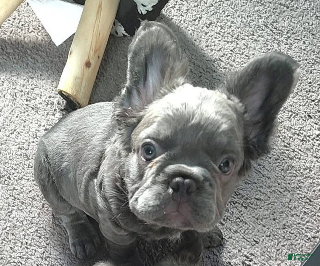 French Bulldog dogs for sale: Rome - Image 3