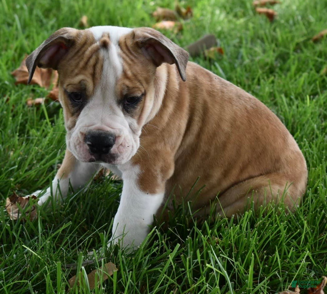 Beabull dogs for sale: Dozer - Image 5