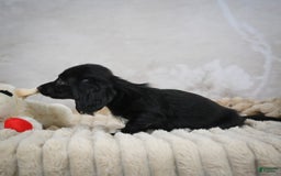 Miniature Dachshund dogs for sale: Poppy - Image 6