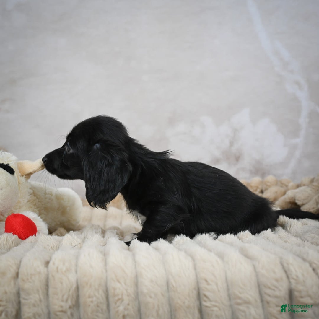 Miniature Dachshund dogs for sale: Poppy - Image 6