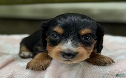 Miniature Dachshund dogs for sale: Dusty - Image 5
