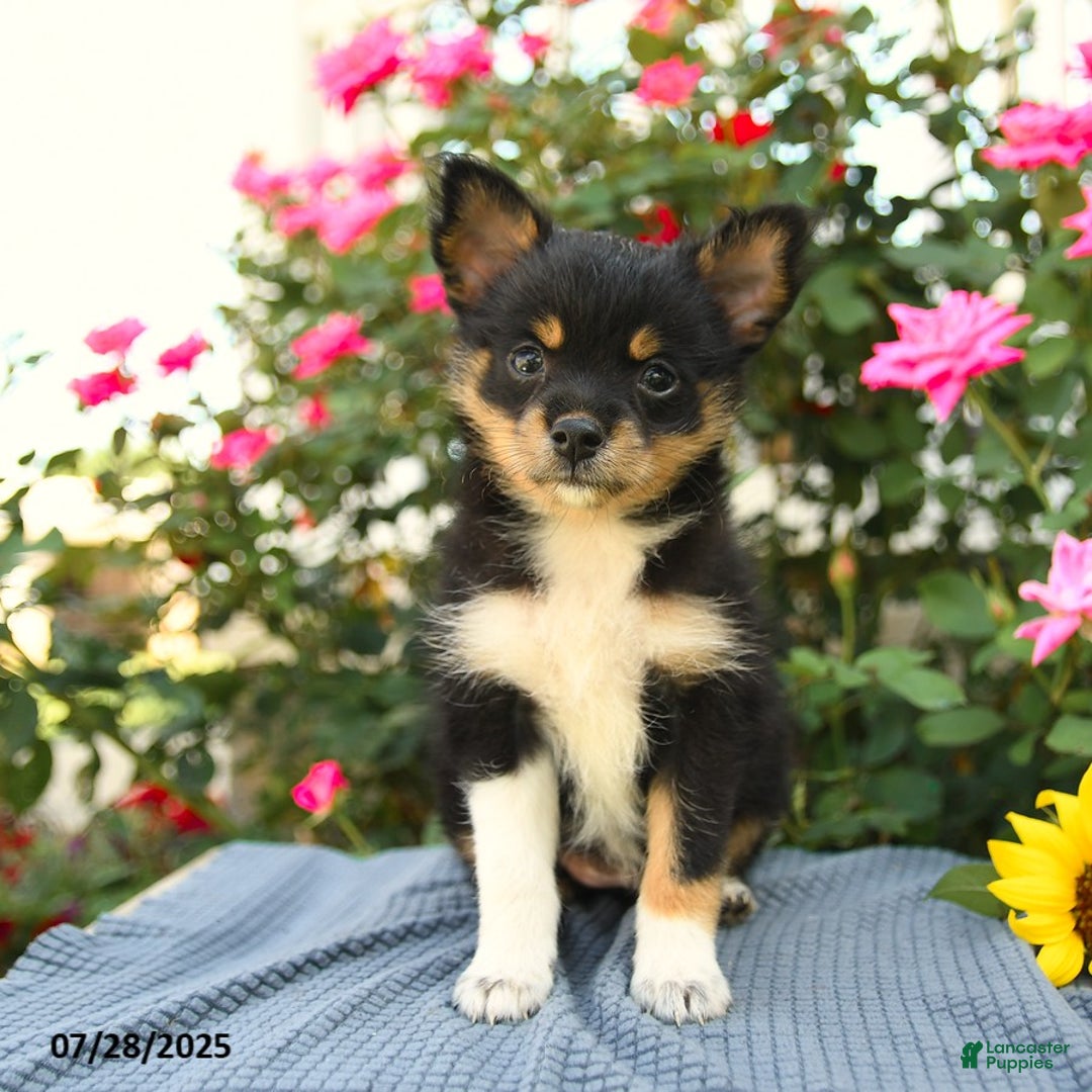 Smooth Fox Terrier dogs for sale: Ora - Image 5