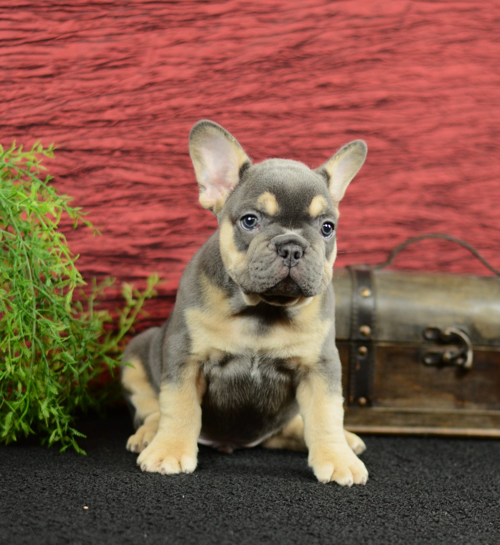 French Bulldog dogs for sale: Trooper - Image 6