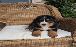 Bernese Mountain Dog dogs for sale: Jazzy - Image 4