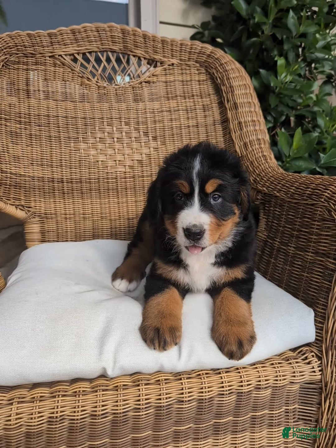 Bernese Mountain Dog dogs for sale: Jazzy - Image 4