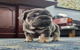 French Bulldog dogs for sale: Kwollie - Image 4