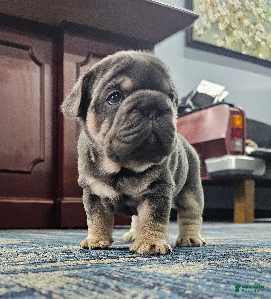 French Bulldog dogs for sale: Kwollie - Image 4