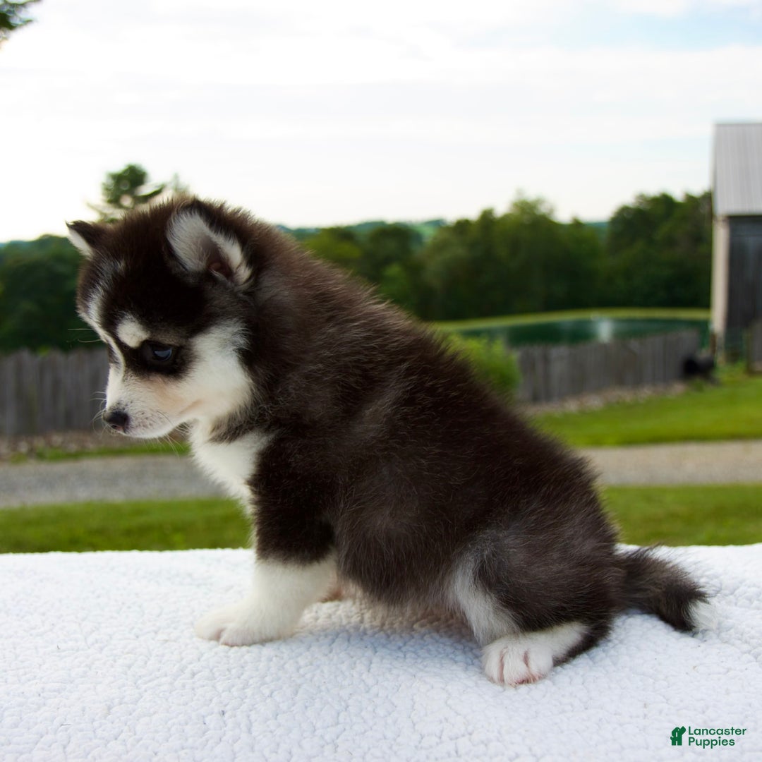 Pomsky dogs for sale: Libby - Image 7