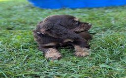 Cocker Spaniel dogs for sale: Ranger - Image 2