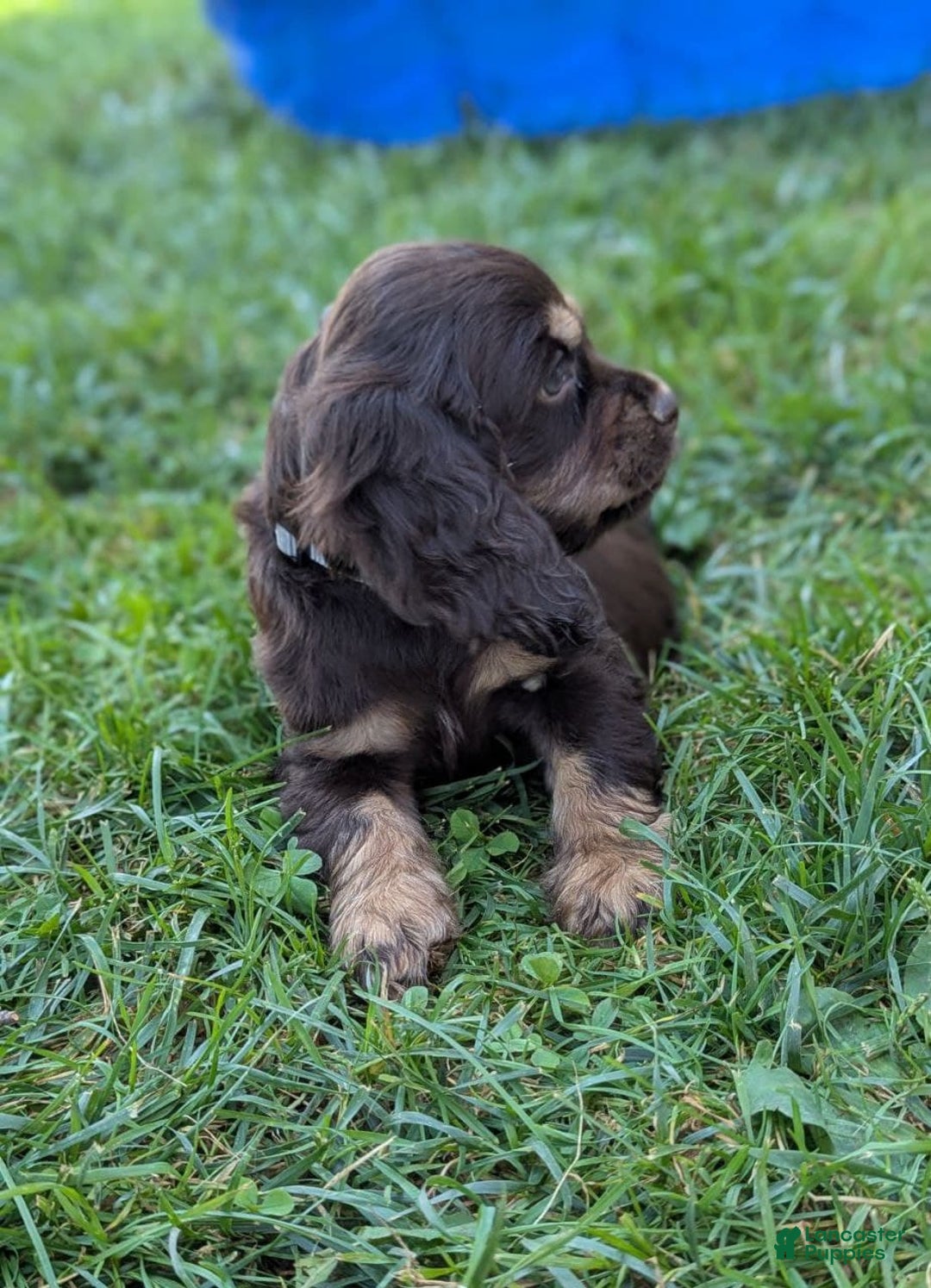 Cocker Spaniel dogs for sale: Ranger - Image 2