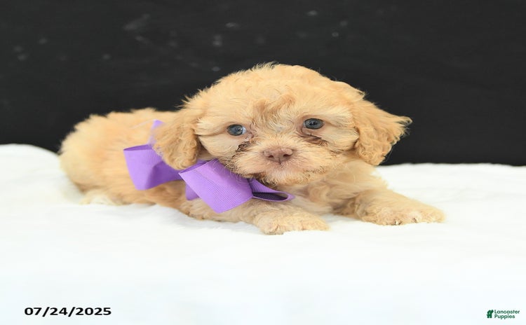 Cavapoo dogs for sale - Ad 2
