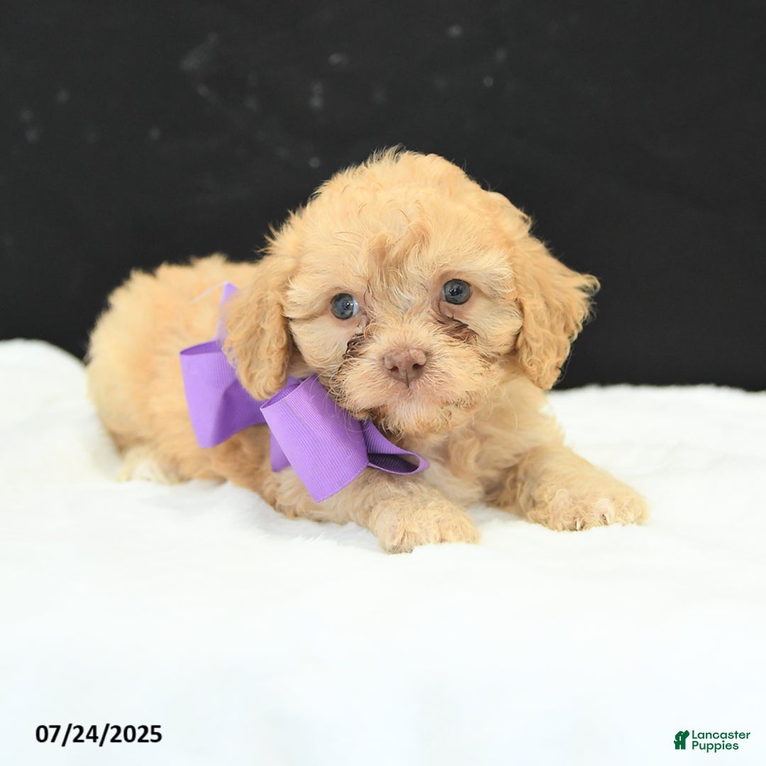 Cavapoo dogs for sale: Sweet Pea - Image 1