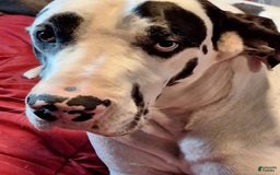 Great Dane dogs for sale: Kayden - Image 6