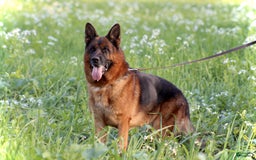 German Shepherd dogs for sale: Hazel - Image 16