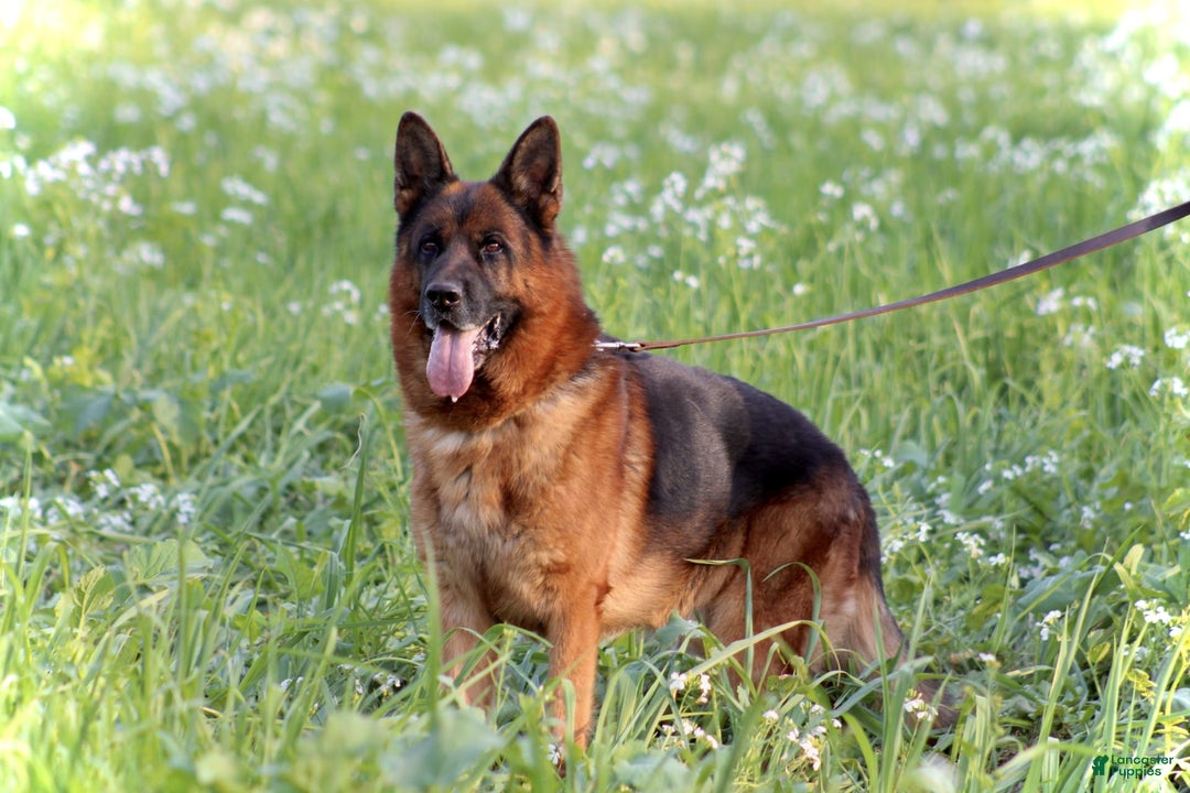 German Shepherd dogs for sale: Hazel - Image 16