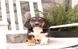 Basset Hound dogs for sale: Benny - Image 8