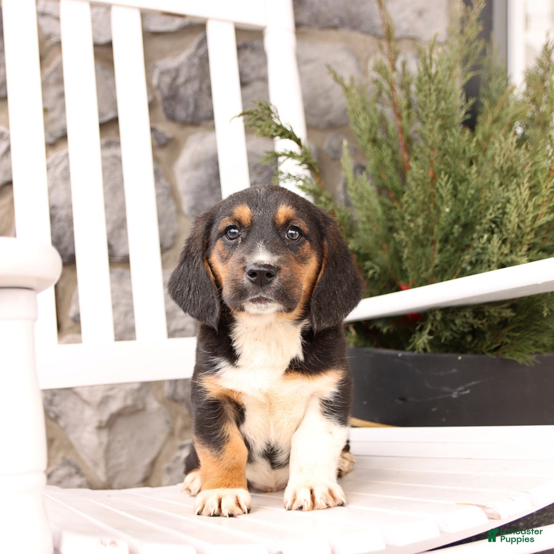 Basset Hound dogs for sale: Benny - Image 8