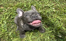 French Bulldog dogs for sale: Marco - Image 8