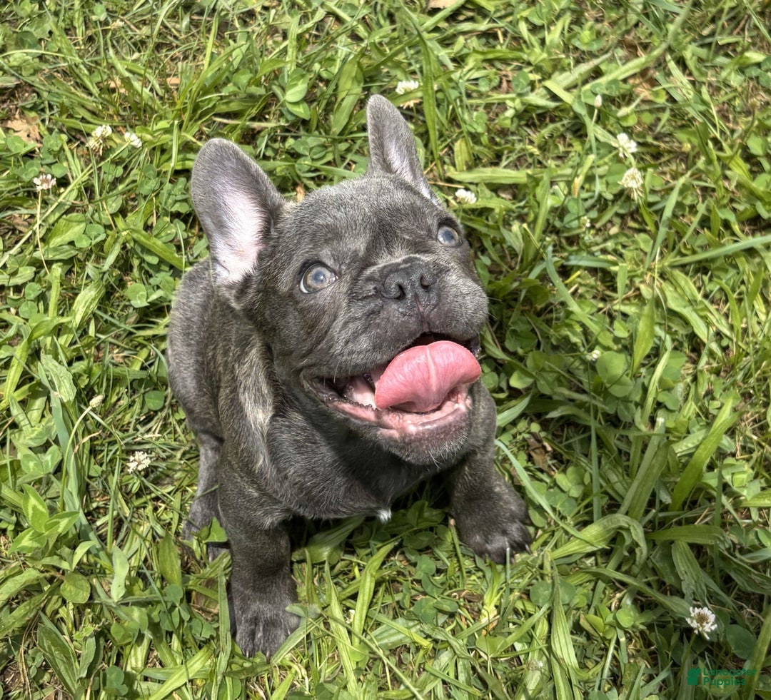French Bulldog dogs for sale: Marco - Image 8