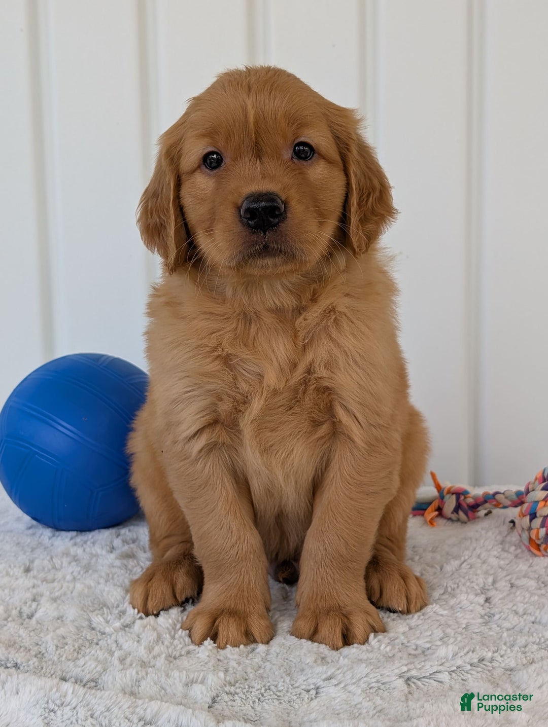 Golden Retriever dogs for sale: Hunter - Image 3