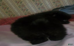 Pomeranian dogs for sale: Sam - Image 7