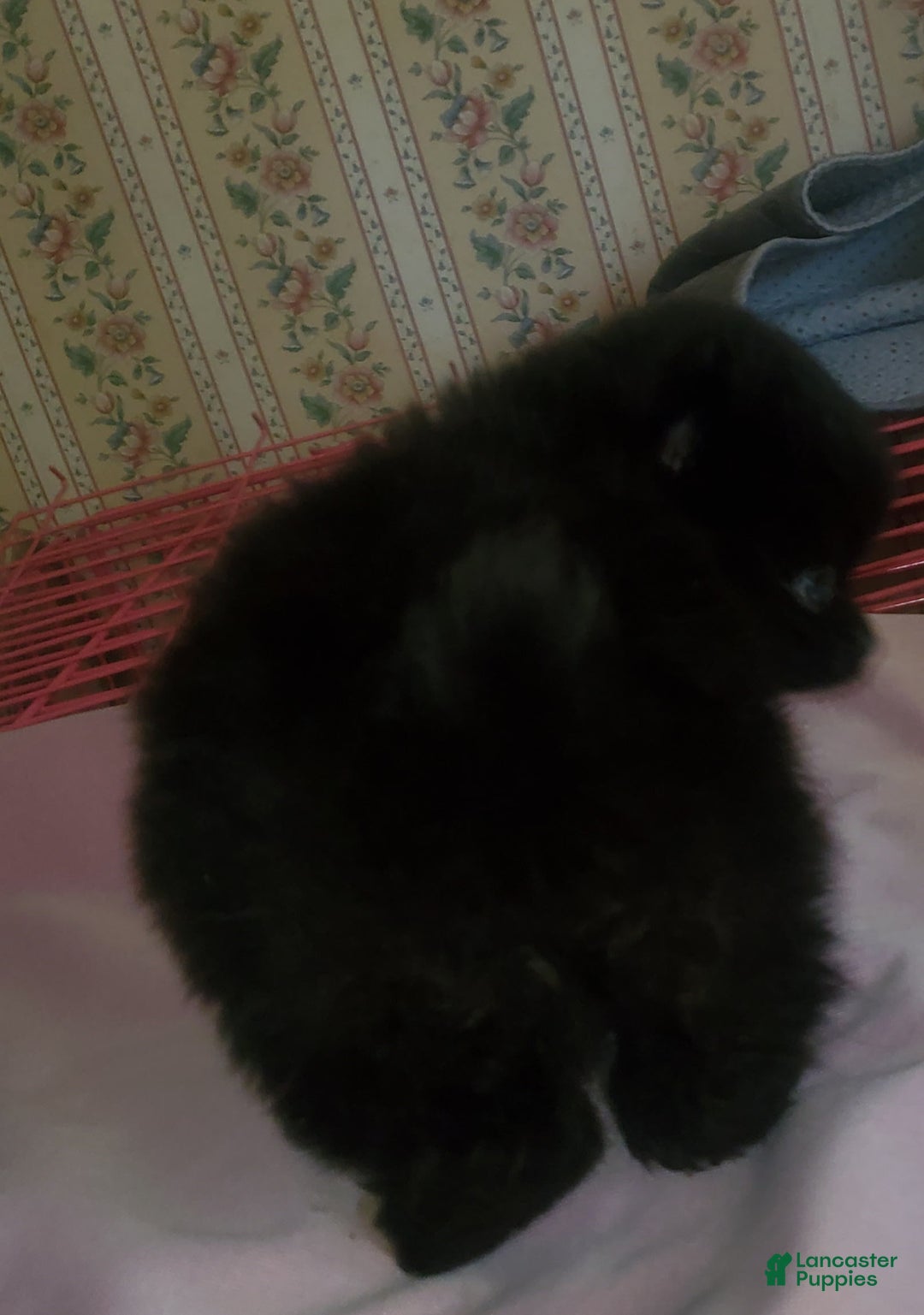 Pomeranian dogs for sale: Sam - Image 7