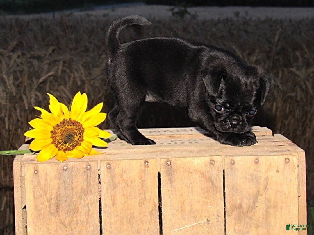 Pug dogs for sale: Princess - Image 1