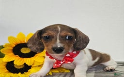 Dachshund dogs for sale: Slinky - Image 8