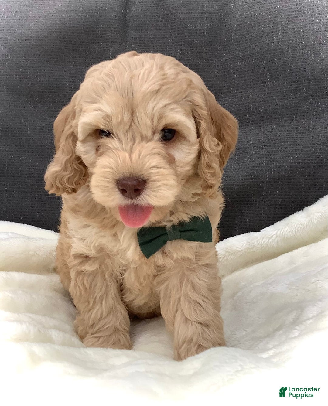 Cockapoo dogs for sale: Enzo - Image 15