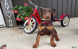 Doberman Pinscher dogs for sale: Monica - Image 1