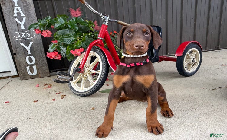 Doberman Pinscher dogs for sale - Ad 4