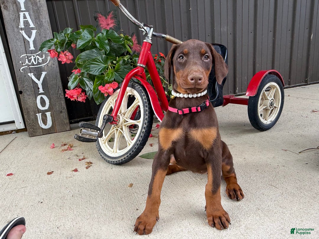 Doberman Pinscher dogs for sale: Monica - Image 1