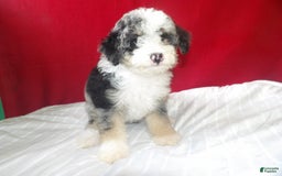 Bernedoodle dogs for sale: Roxy - Image 2