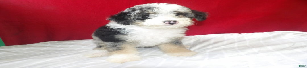 Roxy