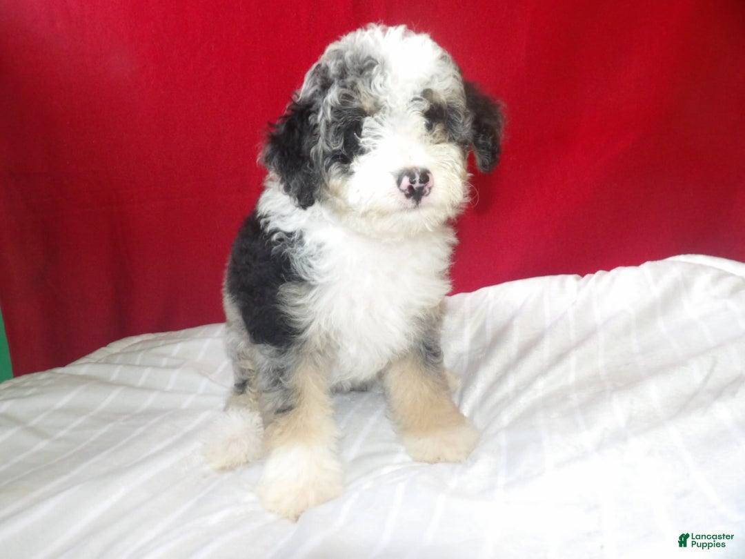 Bernedoodle dogs for sale: Roxy - Image 2