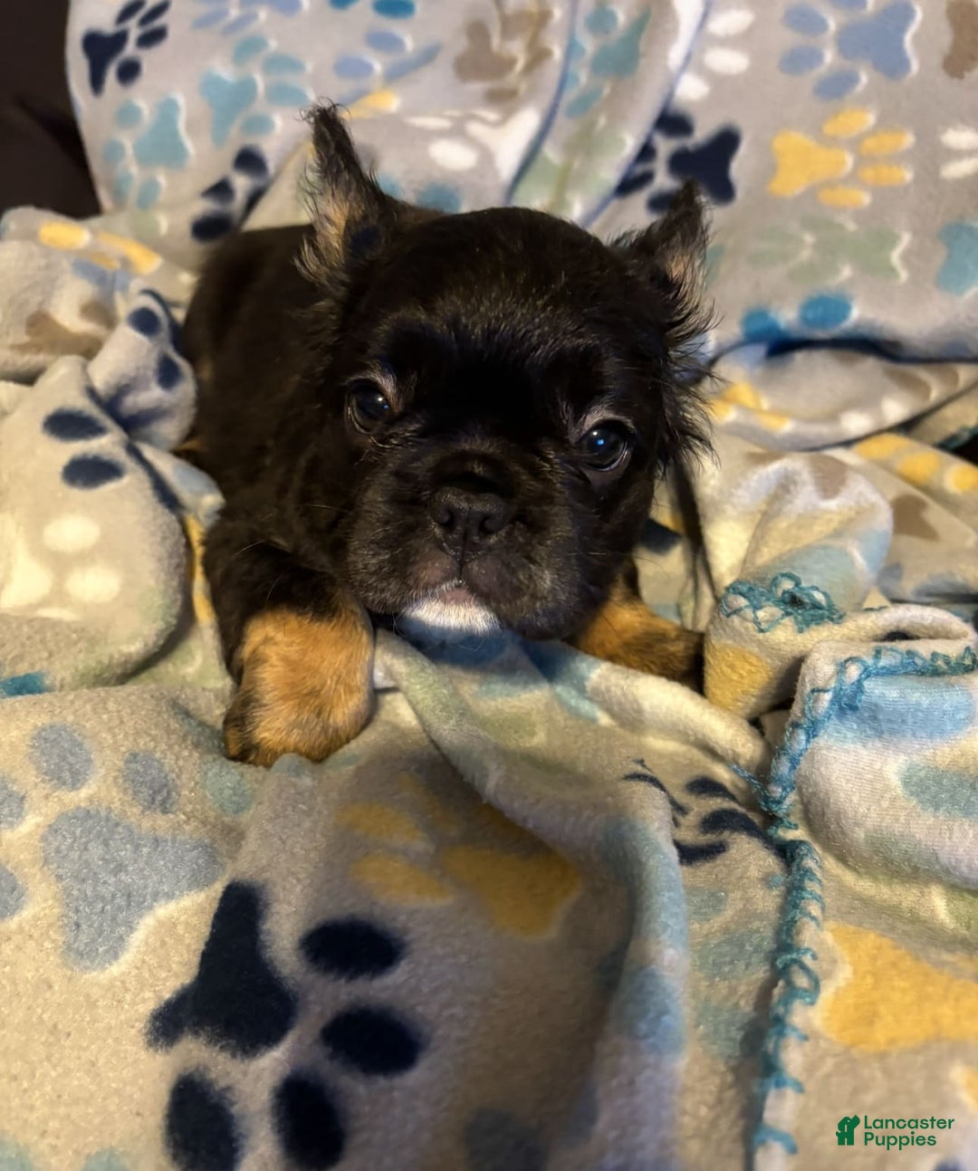 French Bulldog dogs for sale: Bella - Image 1