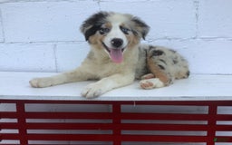 Australian Shepherd dogs for sale: Blake - Image 2