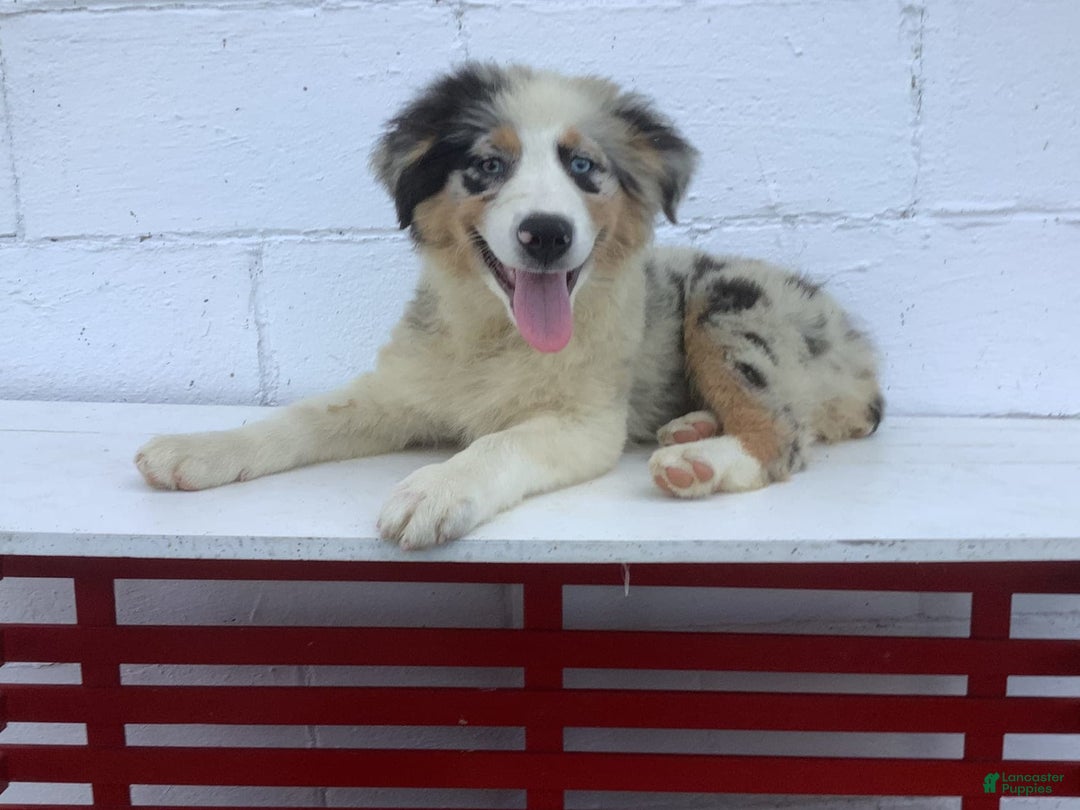 Australian Shepherd dogs for sale: Blake - Image 2