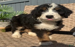 Bernedoodle dogs for sale: Buddy - Image 1
